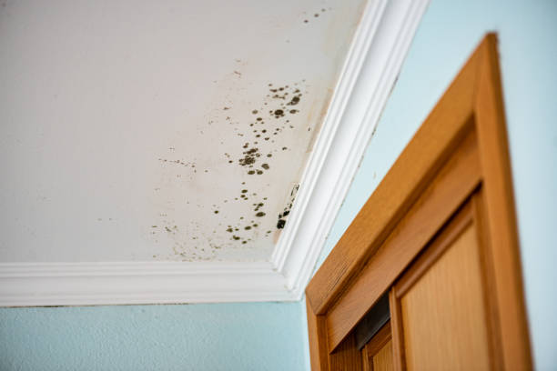 Best Crawl Space Mold Removal  in Ames, TX