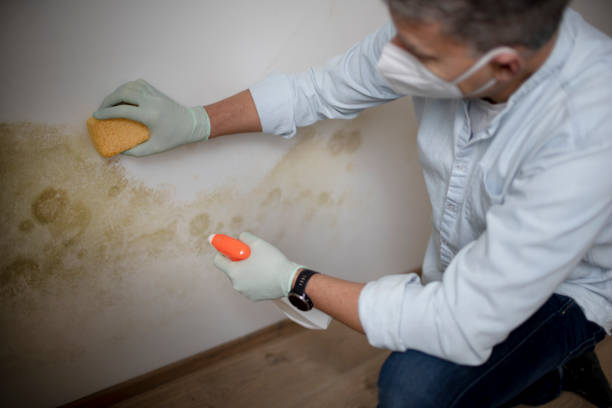Trusted Ames, TX Mold Removal Experts