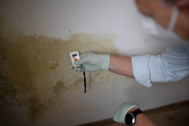 Best Mold Testing  in Ames, TX