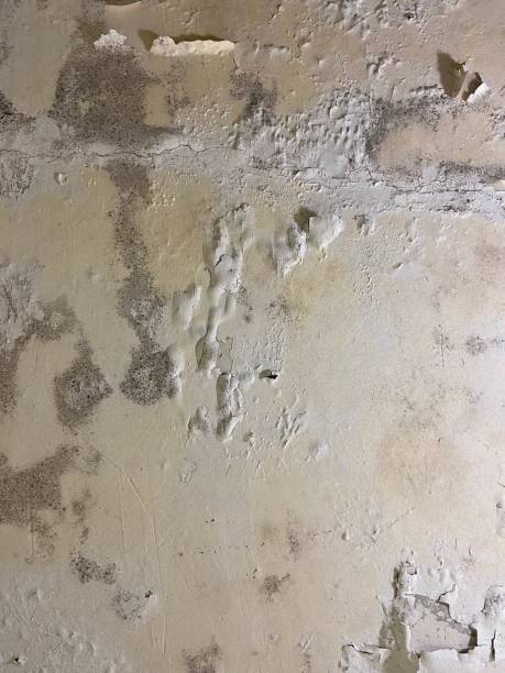 Best Mold Remediation  in Ames, TX