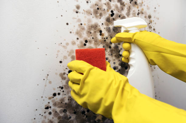 Best Black Mold Removal  in Ames, TX
