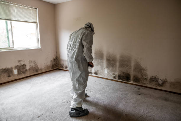 Best Mold Removal Company Near Me  in Ames, TX
