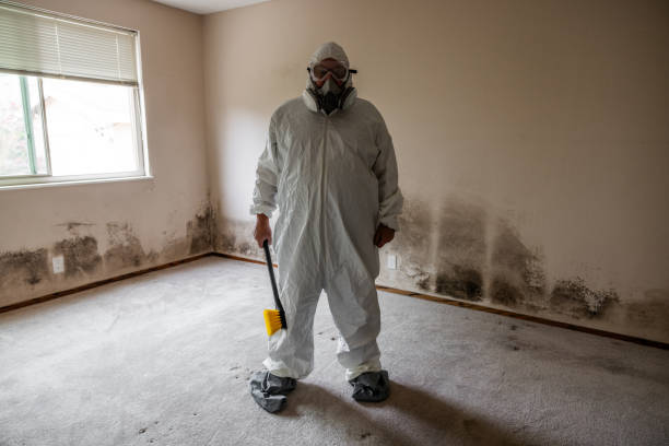 Best Best Mold Removal Companies  in Ames, TX