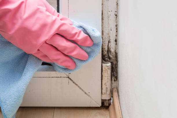 Best Emergency Mold Removal  in Ames, TX