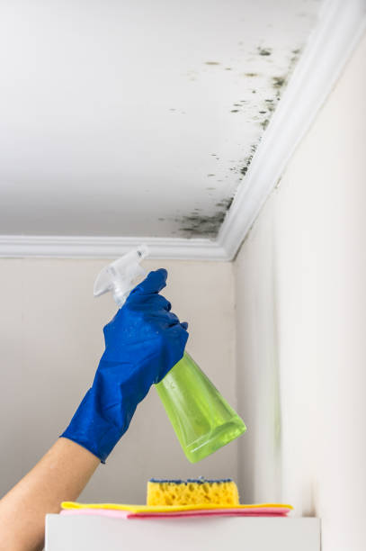 Best Attic Mold Removal  in Ames, TX