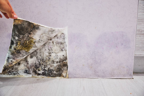 Best Mold Damage Repair  in Ames, TX